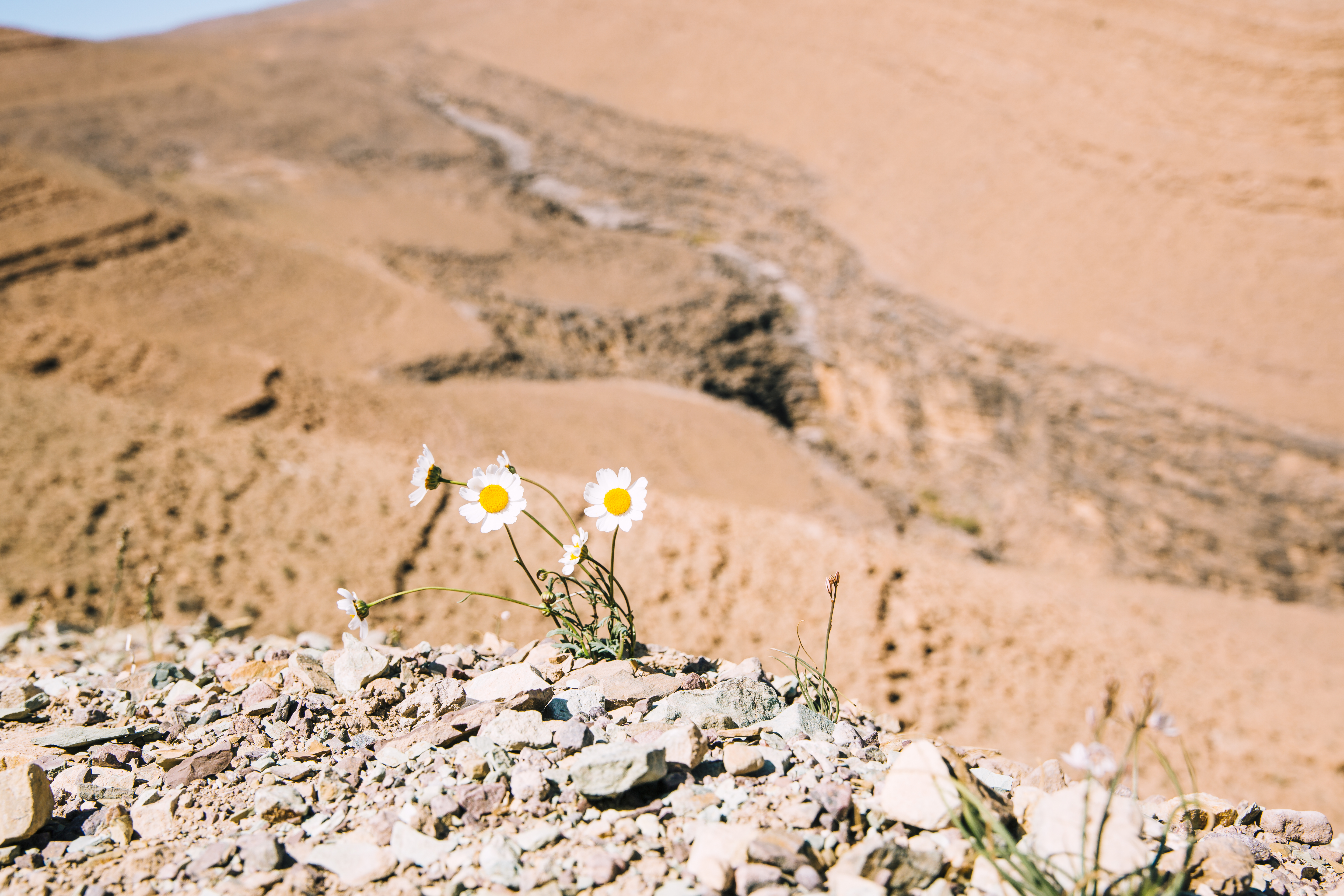 Le Moyen-Orient face à son année la plus chaude jamais enregistrée